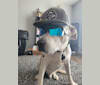 John Wick, an American Pit Bull Terrier and Saint Bernard mix tested with EmbarkVet.com