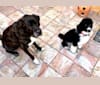 TigerLily Maxine, a Labrador Retriever and Saint Bernard mix tested with EmbarkVet.com