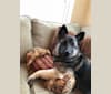 Photo of Gunnar, a Norwegian Elkhound and Mixed mix in Rochester, New York, USA