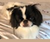 Photo of Lily, a Japanese Chin 