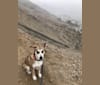 Photo of Isa, an American Village Dog and German Shepherd Dog mix in Lima, Callao Region, Peru