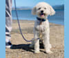 Phil, a Poodle (Small) and Lhasa Apso mix tested with EmbarkVet.com