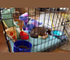 Cornelius, a Pug and Chihuahua mix tested with EmbarkVet.com