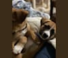 Sawyer, a Boxer and Great Pyrenees mix tested with EmbarkVet.com