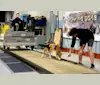 Juke Box, a Carolina Dog tested with EmbarkVet.com