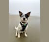 Birdie, an Australian Cattle Dog and Border Collie mix tested with EmbarkVet.com