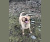 Eli, a Labrador Retriever tested with EmbarkVet.com