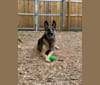 Luke, a German Shepherd Dog and Belgian Malinois mix tested with EmbarkVet.com