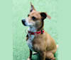 Basil, a Chihuahua and Australian Cattle Dog mix tested with EmbarkVet.com