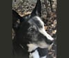 Bennett, a German Shepherd Dog and American Eskimo Dog mix tested with EmbarkVet.com