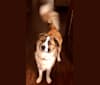 Sophie, an American Staffordshire Terrier and Labrador Retriever mix tested with EmbarkVet.com