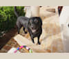 Tia, a Labrador Retriever tested with EmbarkVet.com