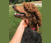 Opie, a Poodle (Standard) tested with EmbarkVet.com