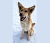 Tilly, a German Shepherd Dog and Saint Bernard mix tested with EmbarkVet.com