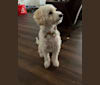 Theo, a Poodle (Small) and Pekingese mix tested with EmbarkVet.com