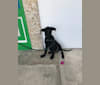 Joey, an American Village Dog tested with EmbarkVet.com