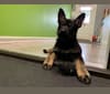 Qwick, a German Shepherd Dog tested with EmbarkVet.com