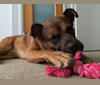Jax, an American Pit Bull Terrier and Chow Chow mix tested with EmbarkVet.com