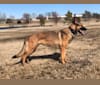 KHs His Reign Has Just Begun “Kaiser” TKE DS HDS, a German Shepherd Dog and Dutch Shepherd mix tested with EmbarkVet.com