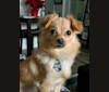 Bella, a Chihuahua and Poodle (Small) mix tested with EmbarkVet.com