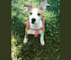 Cappucino, a Chihuahua and American Pit Bull Terrier mix tested with EmbarkVet.com