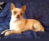 Biscuit, a Chihuahua tested with EmbarkVet.com