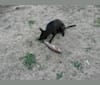 BILL, a Staffordshire Terrier and Labrador Retriever mix tested with EmbarkVet.com