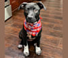 Photo of Twilight, an American Pit Bull Terrier and American Staffordshire Terrier mix in Tampa, Florida, USA
