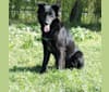 Rogue, a Border Collie and German Shepherd Dog mix tested with EmbarkVet.com