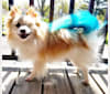 Miruko, a Pomeranian tested with EmbarkVet.com
