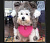 Georgia Caroline, a Bichon Frise tested with EmbarkVet.com