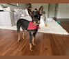 Photo of Bubba, a Miniature Pinscher, Chihuahua, and Poodle (Small) mix in West Hollywood, California, USA