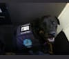 Lucy, a Rottweiler tested with EmbarkVet.com