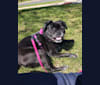 Pippa, a Pug tested with EmbarkVet.com
