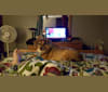 Mario, a Beagle and Norwegian Elkhound mix tested with EmbarkVet.com