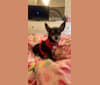 Logan, a Chihuahua and Pekingese mix tested with EmbarkVet.com