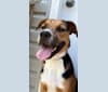 Duke, an American Pit Bull Terrier and Australian Cattle Dog mix tested with EmbarkVet.com
