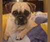 Lucy, a Pug and Pomeranian mix tested with EmbarkVet.com