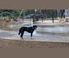 Leyla, an Arabian Village Dog tested with EmbarkVet.com
