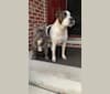 Photo of Dojah, an American Pit Bull Terrier and American Staffordshire Terrier mix in Detroit, Michigan, USA