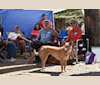 Photo of Lacey, a Carolina Dog  in North Myrtle Beach, South Carolina, USA