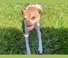 Ty, a Chihuahua and Poodle (Small) mix tested with EmbarkVet.com