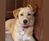 Ruby, a Saint Bernard and German Shepherd Dog mix tested with EmbarkVet.com
