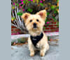 Photo of Buster, a Yorkshire Terrier, Coton de Tulear, and Bichon Frise mix in Ohio, USA