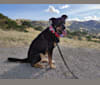 Harvey, a Rottweiler and Alaskan Malamute mix tested with EmbarkVet.com