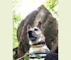Iepurila, an Eastern European Village Dog and Siberian Husky mix tested with EmbarkVet.com