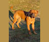 Roscoe, a Dogue de Bordeaux and Rottweiler mix tested with EmbarkVet.com