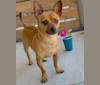 Scooby, a Chihuahua and Poodle (Small) mix tested with EmbarkVet.com