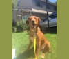 Rusty, an Eastern European Village Dog tested with EmbarkVet.com