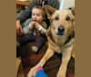 Kiki, a German Shepherd Dog and Siberian Husky mix tested with EmbarkVet.com
